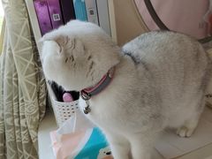 -家有小宠宠物美容(双楠街店)