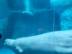 -海合安武汉极地海洋公园
