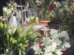 -溪岸路花鸟市场