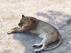 -西霞口神雕山野生动物世界