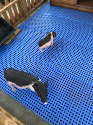 -萌宠亲子动物乐园(槐房万达店)