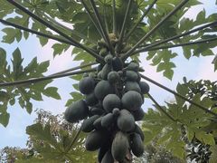 -云溪植物园