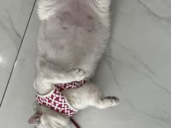 -艾贝尔宠物医院·24H转诊中心·肿瘤猫专科(江宁双龙店)