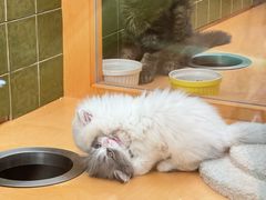 -帕帕拉兹宠物(亚洲旗舰店)