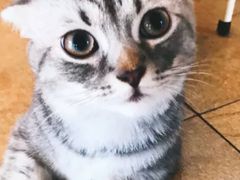 -猫咖时代(中山亭店)