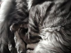 -翊宠yipet猫狗购宠庄园犬舍•猫舍