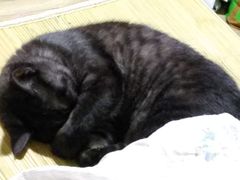 -美美宠物诊疗中心·异宠·骨科(滨江东信分院)