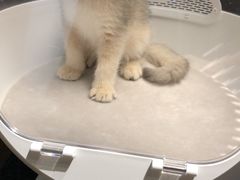 -东方名猫馆·英短金渐层布偶猫舍(环线广场1号楼店)