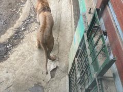 -栾川竹海野生动物园