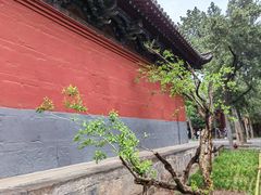 -洛阳白马寺