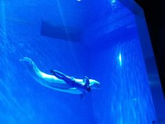 -芜湖新华联大白鲸海洋公园