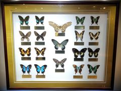 -上海昆虫博物馆