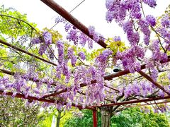 -嘉定紫藤园