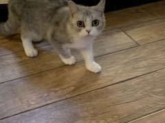 -more than meow吴止猫主题餐厅(承德 中船汇店)