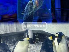 -海合安武汉极地海洋公园