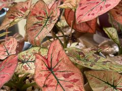 -弗劳尔花艺坊(龙涛店)