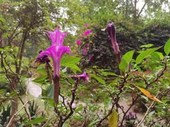 -中国科学院西双版纳热带植物园