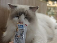 -藏猫猫咖啡主题馆(中央大道店)