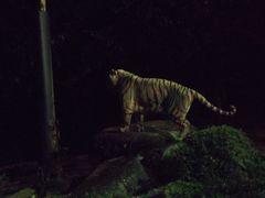 -夜间野生动物园