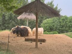 -北京野生动物园