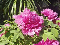 -循礼门鲜花花市(武汉循礼门店)