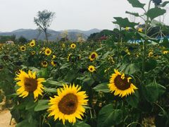 -天适樱花悠乐园