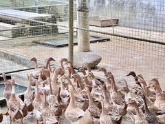 -兴隆槟榔园休闲农庄