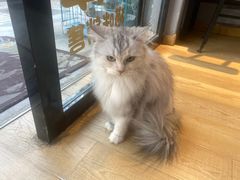 -Meowの猫咖(万家丽店)