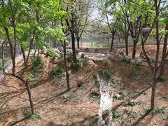 -石家庄市动物园