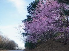 -北京西山国家森林公园