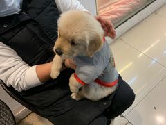 -翊宠yipet猫狗购宠庄园犬舍•猫舍