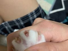 -芭比堂宠物医院·全科爱猫医院·仁德分院