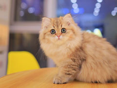-柚子猫舍·精品猫舍购猫·猫咪认养·购宠·宠物店