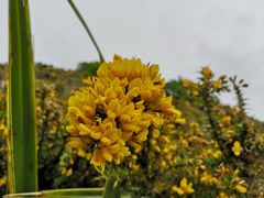 -摩拉基大圆石