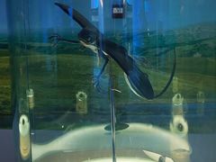 -辽宁古生物博物馆