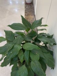 -上海伊莱美医疗美容医院