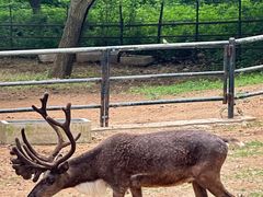 -大连森林动物园