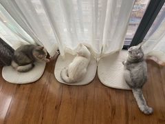 -伟伟宠物医院·CT影像中心·瑞派犬猫综合性门诊(汉口总院)