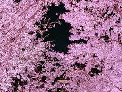 -西北湖绿化广场