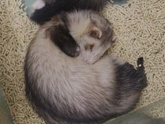 -藦茜花园宠物主题亲子互动体验馆(国顺东路店)