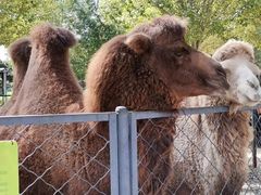 -长白岛森林公园