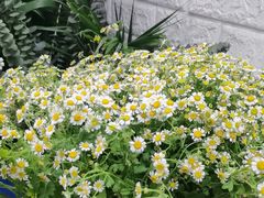 -雪蔓之鲜花气球派对(家佳源时代中心店)