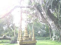 -瑞丽独树成林风景区