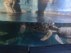 -烟台海昌鲸鲨海洋公园