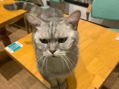-猫色咖啡·猫咖