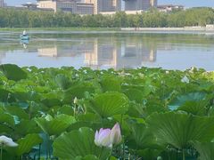 -莲花池公园