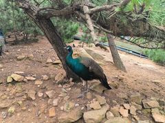 -西霞口神雕山野生动物世界