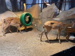 -酷嗒动物文化乐园(cutezoo西溪乐天城店)