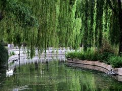 -莲花池公园