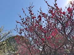 -无锡梅园公园